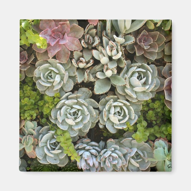 Aimant Jardin Succulent 1 (Devant)