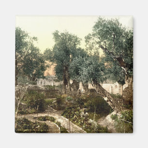 Aimant Jardin vintage de Gethsemane Jérusalem Israël 18