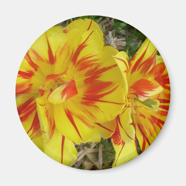 Aimant Jaune avec Fleur rayée rouge (Devant)