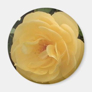 Aimant jaune Camellia
