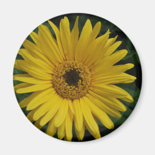 Aimant jaune de marguerite