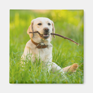 Aimant Jaune Labrador Joue Récupérer Avec Bâton