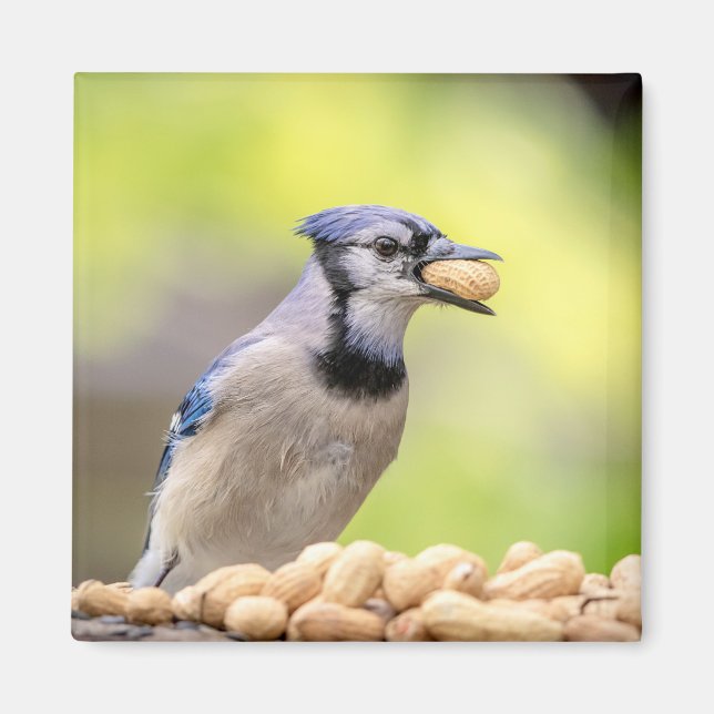 Aimant Jay bleu avec arachide (Devant)