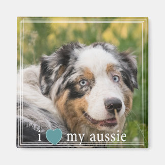 Aimant J'Coeur Ma Frontière Blanche De Berger Australien 