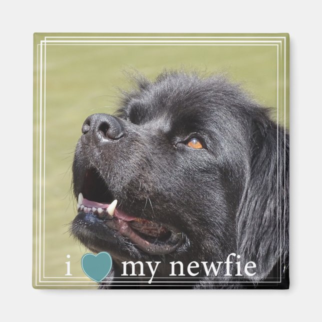 Aimant J'Coeur Ma Newfie Terre-Neuve Frontière Blanche (Devant)