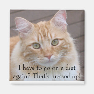 Aimant Je dois aller à un régime encore ?