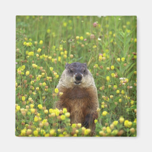 Aimant Je suis Groundhog