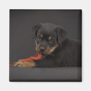 Aimant Jeu du chiot 5