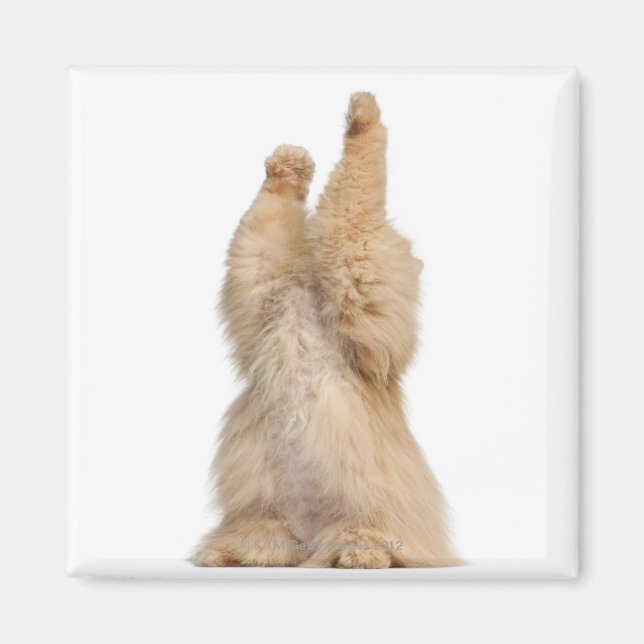 Aimant Jeu perse (3 ans) (Devant)