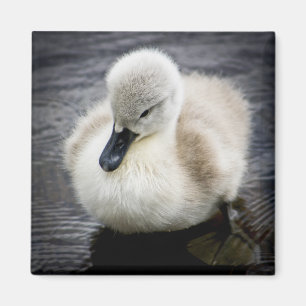 Aimant Jeune cygne du cygne   de bébé