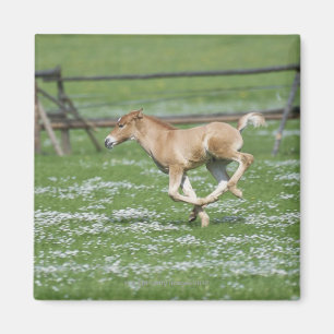 Aimant Jeune fonctionnement de cheval