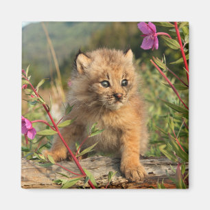 Aimant Jeune Lynx du Canada, Alaska
