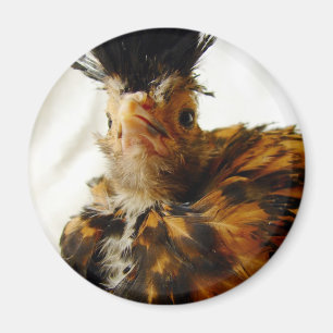 Aimant Jeune polonais