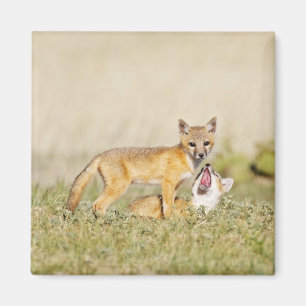 Aimant Jeune Renard véloce (Vulpes macrotis) au terrier,