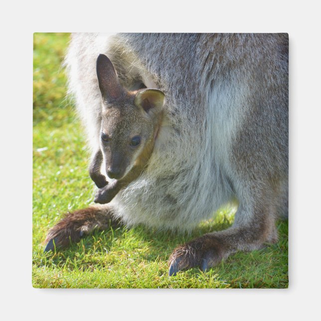 Aimant Joey dans la poche (Devant)