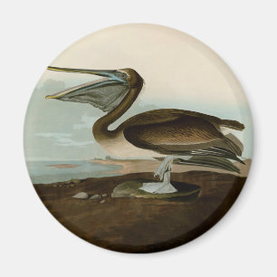 Aimant John James Audubon Peinture Pélicane Brown