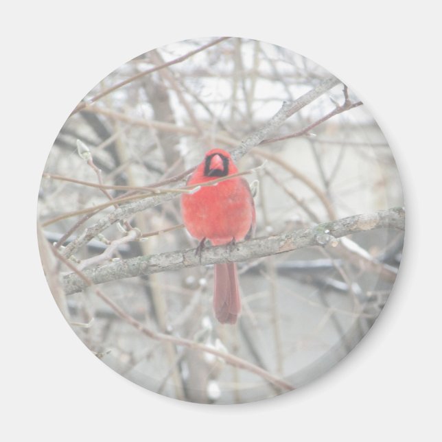 Aimant Joli cardinal rouge dans l'aimant de l'arbre (Devant)
