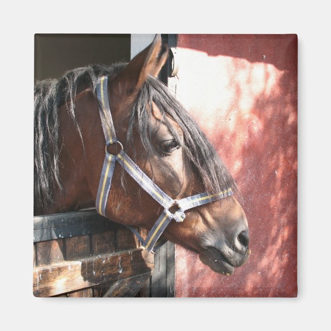 Aimant Joli Cheval de Baie dans un soleil stable (Devant)