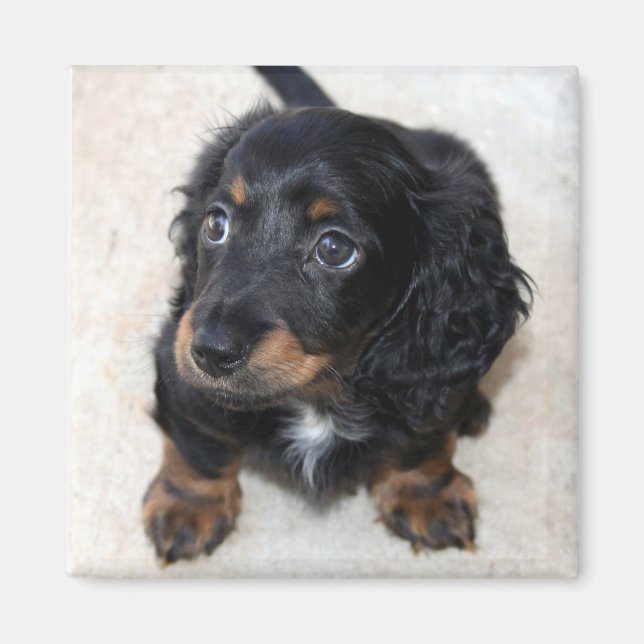 Aimant Joli Chien chiot noir Dachshund (Devant)