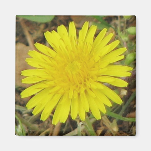 Aimant Joli Dandelion (Devant)