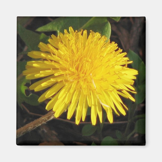 Aimant Joli Dandelion (Devant)
