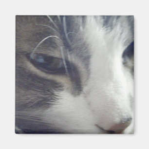 Aimant Joli Kitty