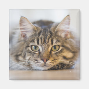 Aimant Joli Kitty Vous regarde