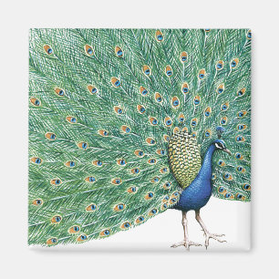 Aimant Joli Peacock