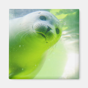 Aimant Joli Phoque Amical Sous L'Eau