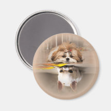 Joli shih tzu et chihuahua