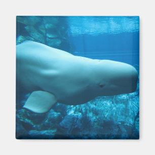 Aimant Jolie Baleine Beluga En Aquarium En Géorgie