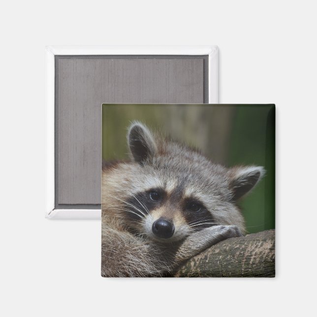 Aimant Jolie face Raccoon (Recto/Verso)