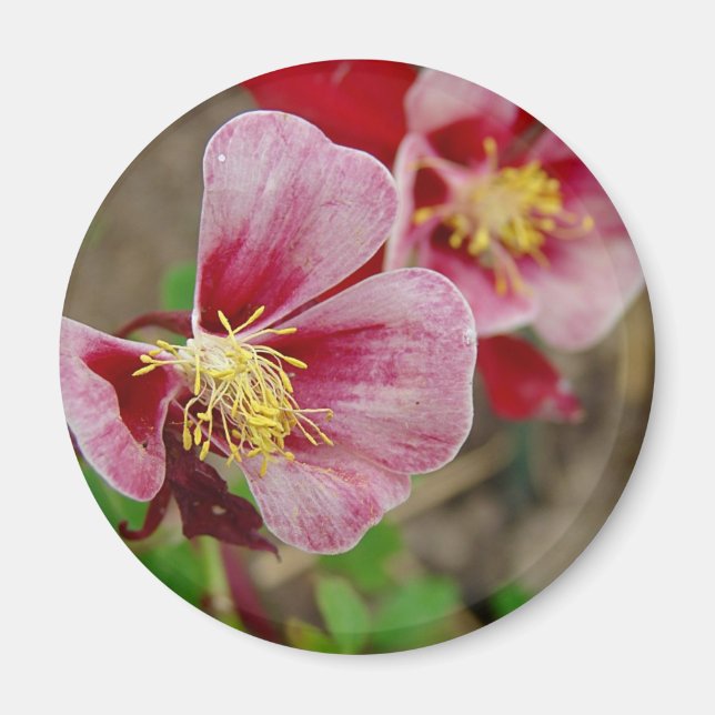 Aimant Jolie Fleur (Devant)