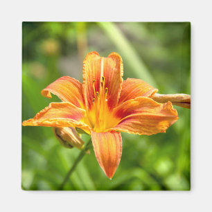 Aimant Jolie grande fleur Lily photo