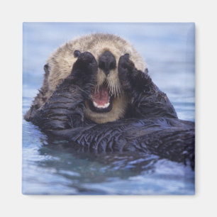 Aimant Jolie loutre de mer   Alaska, États-Unis