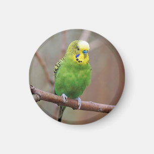 Aimant Jolie photo Green Budgie