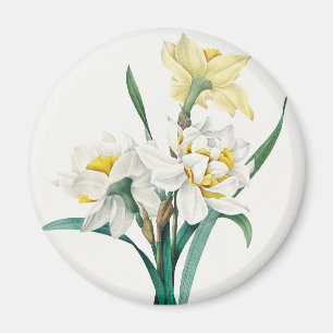 Aimant Jonquille double, Pierre-Joseph Redouté, 1827
