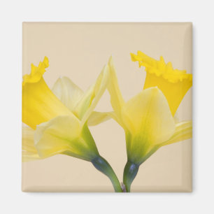 Aimant Jonquilles jaunes