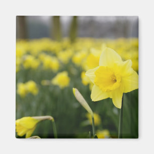Aimant Jonquilles (RF)