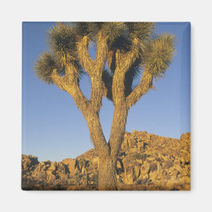 Aimant Joshua Tree, Yucca brevifolia), et granite