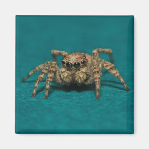 Aimant Jote Jumping Spider Photo