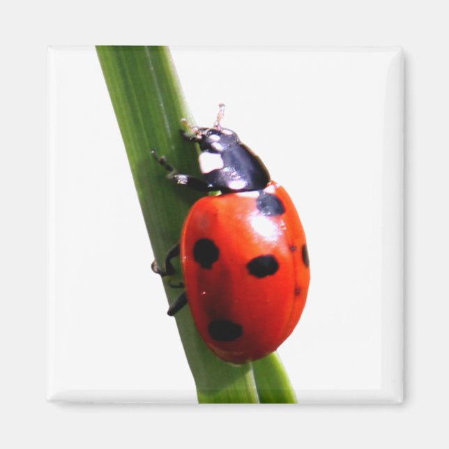 Aimant Jote Rouge tacheté Ladybug (Devant)