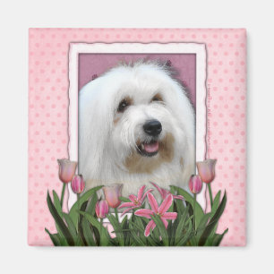 Aimant Jour de mères - tulipes roses - coton de Tulear