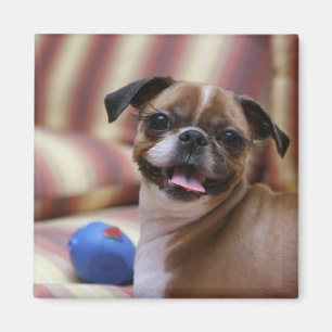 Aimant Joyeux chien avec jouet