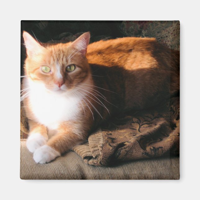 Aimant JT le chat (Devant)