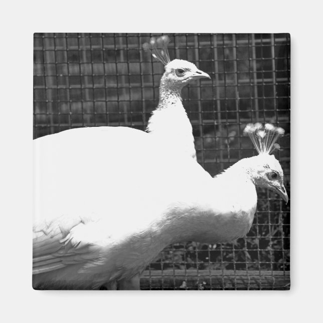 Aimant jumeaux 8x8 (Devant)