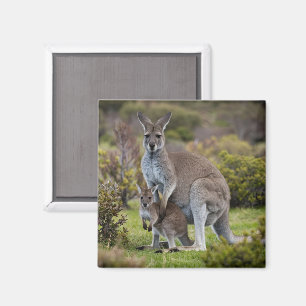 Aimant Kangaroo et Joey