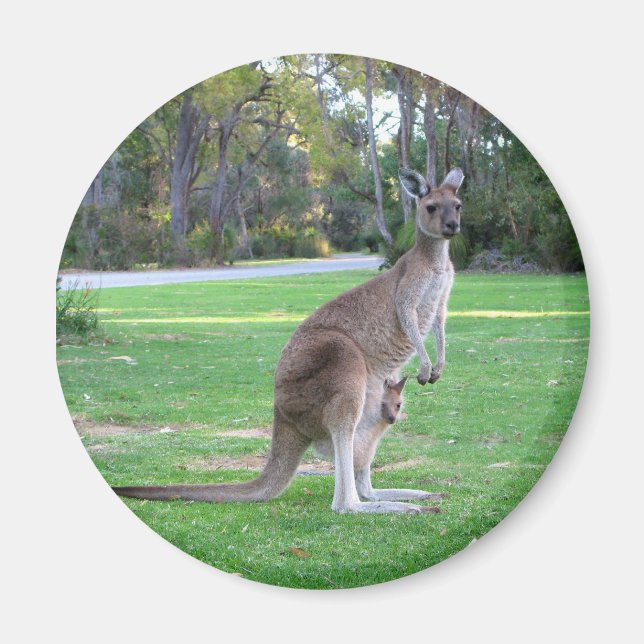 Aimant Kangaroo et Joey (Devant)