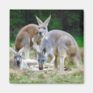 Aimant Kangourous australiens détendant au soleil