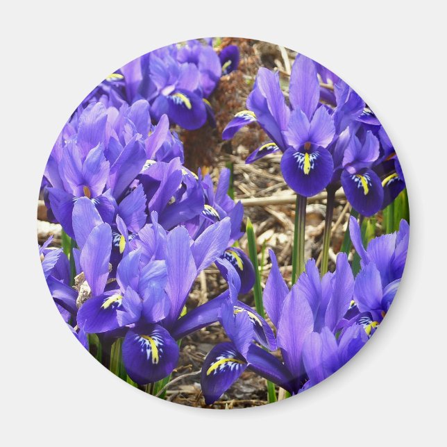 Aimant Katherine Hodgkin Irises Printemps Violet Floral (Devant)